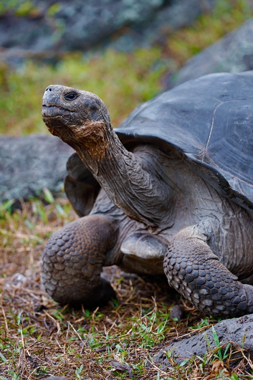 galapagos-tortoise-vertical-_a1c9565-peurto-velasco-ebarra-floreana-galapagos