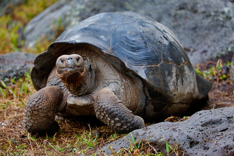 galapagos-tortoise-wide-_a1c9573-peurto-velasco-ebarra-floreana-galapagos