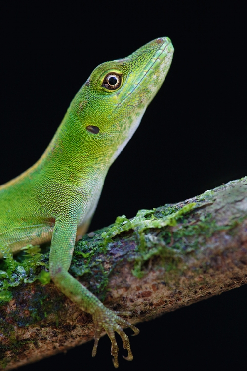 gem-anole-_a1c8621-tandayapa-bird-lodge-ecuador