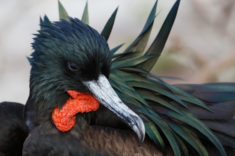 great-frigageird-male-on-nest-_q8r9314-prince-philips-steps-tower-island-galapagos