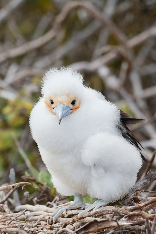 great-frigatebird-larger-chick-in-nest-_q8r9474-prince-philips-steps-tower-island-galapagos