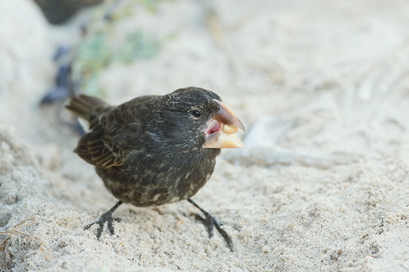 large-billed-ground-finch-_q8r8871-darwin-bay-tower-island-galapagos