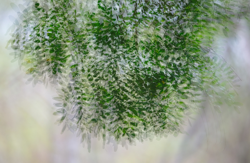 leaves-multiple-exposure-_a1c9639-peurto-velasco-ebarra-floreana-galapagos-jpg