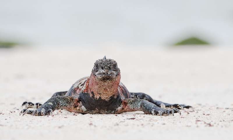 marine-iguana-eye-level-_q8r2131-punta-suarez-hood-island-galapagos