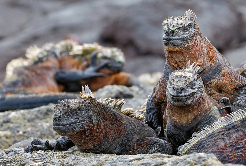 marine-iguana-loafing-_a1c8938-punta-espinoza-fenandina-galapagos