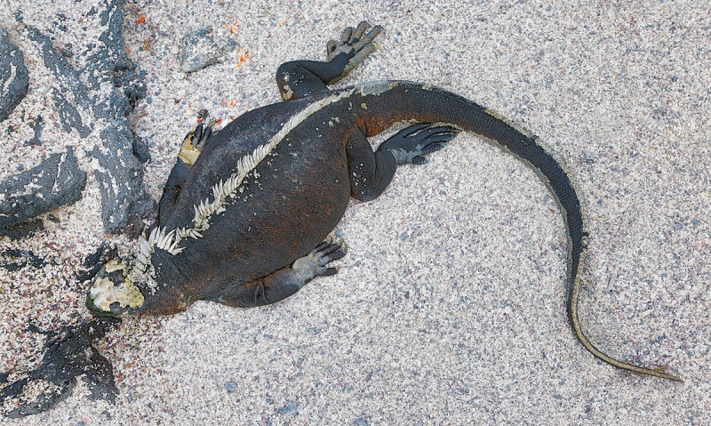 marine-iguana-resting-_a1c9105-punta-espinoza-fenandina-galapagos