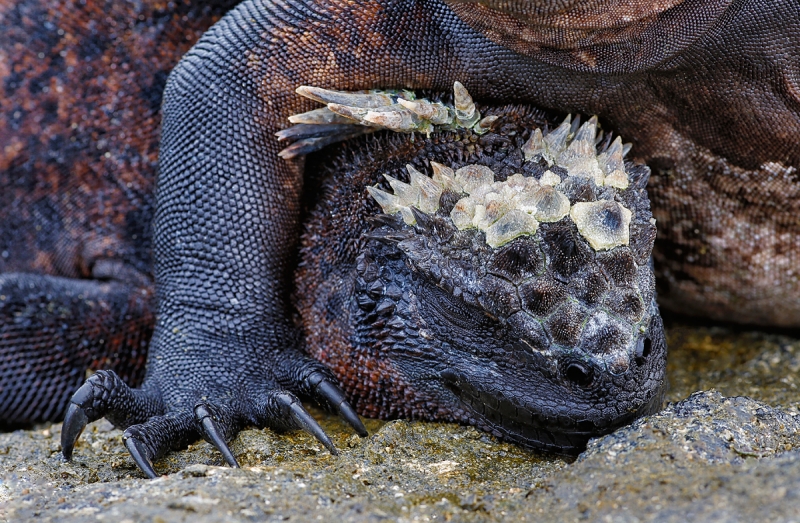marine-iguana-sleeping-with-foot-over-the-head-of-another-_a1c8972-punta-espinoza-fenandina-galapagos