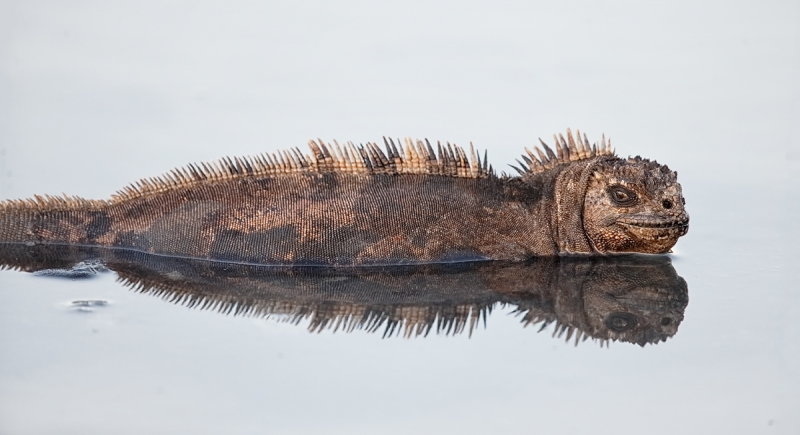 marine-iguana-w-reflection-_q8r8072-dragon-hill-santa-cruz-galapagos