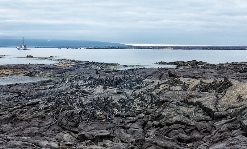 marine-iguanas-and-samba-at-anchor-_a1c8887-punta-espinoza-fenandina-galapagos