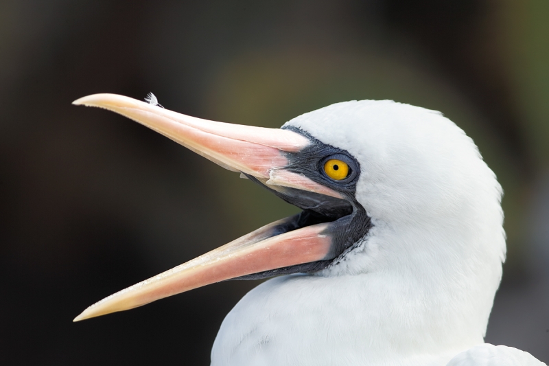 nazca-booby-yawning-_q8r8819-darwin-bay-tower-island-galapagos