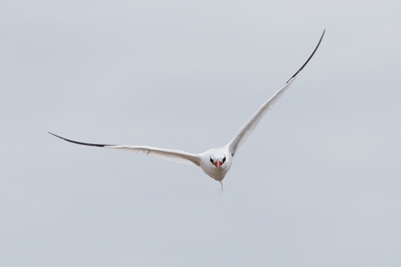 red-billed-tropicbird-in-driving-flight-_q8r2103-punta-suarez-hood-island-galapagos