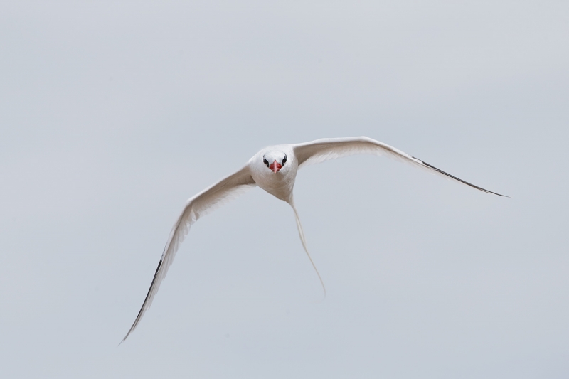 red-billed-tropicbird-in-driving-flight-_q8r2104-punta-suarez-hood-island-galapagos