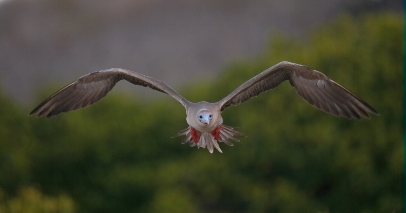 red-footed-booby-landing-_q8r8157-darwin-bay-tower-island-galapagos