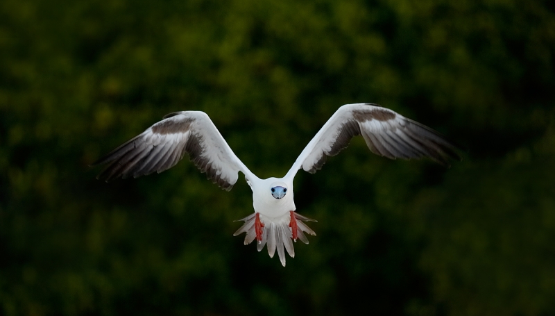 red-footed-booby-white-morph-braking-to-land-_q8r8163-darwin-bay-tower-island-galapagos
