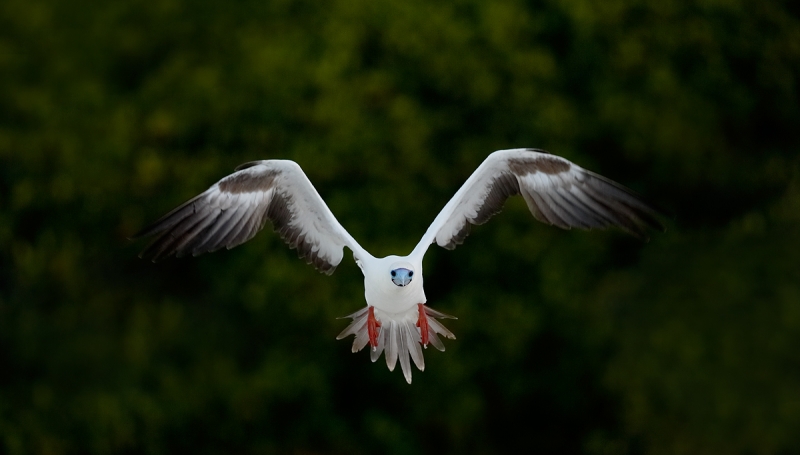 red-footed-booby-white-morph-braking-to-land-_q8r8163-darwin-bay-tower-island-galapagos