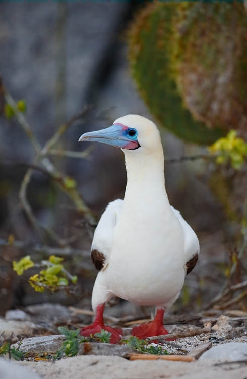 red-footed-booby-white-morph-near-cactus-_q8r8106-darwin-bay-tower-island-galapagos