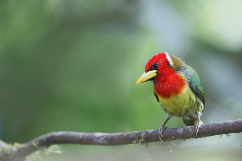 red-headed-barbet-male-_q8r2149-tandayapa-bird-lodge-ecuador