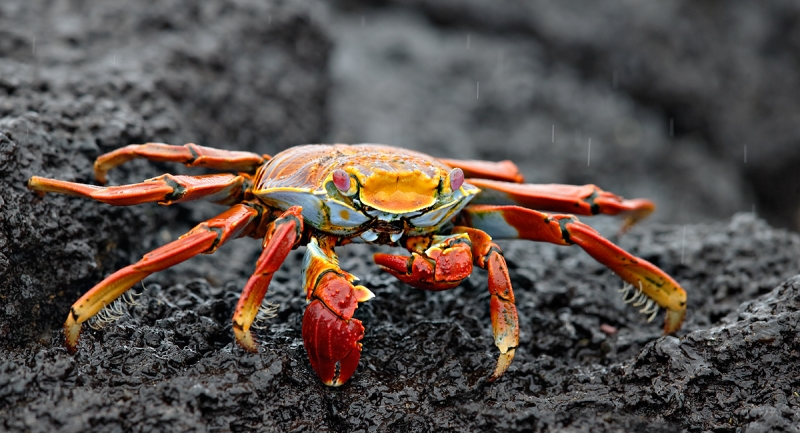 sally-lightfoot-crab-on-lava-rock-_q8r9828-pnta-albemarle-isabela-galapagos