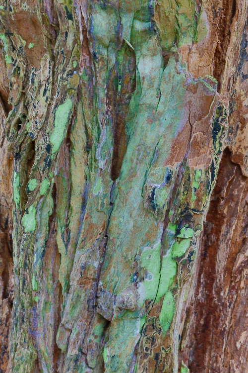 tree-bark-_a1c9615-peurto-velasco-ebarra-floreana-galapagos-jpg