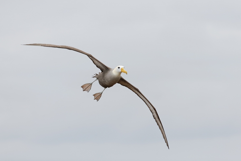 waved-alabatross-in-flight-_q8r1746-punta-suarez-hood-island-galapagos