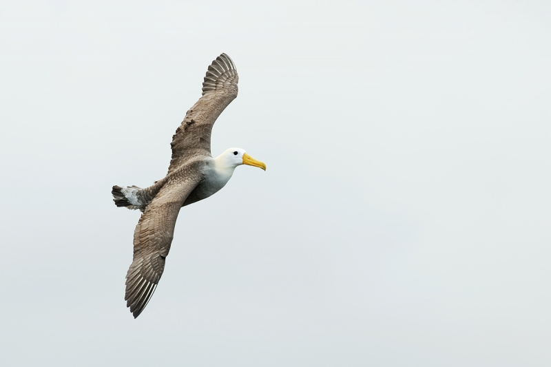 waved-albatorss-in-flight-_q8r1652-punta-suarez-hood-island-galapagos