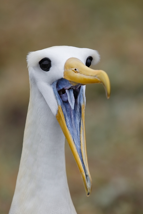 waved-albatross-bill-clacking-display-_a1c0543-punta-suarez-hood-island-galapagos