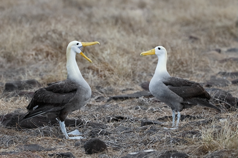 waved-albatross-dancing-pair-_q8r1451-punta-suarez-hood-island-galapagos