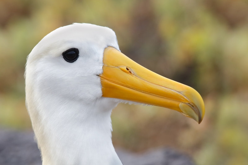 waved-albatross-head-portrait-_a1c0481-punta-suarez-hood-island-galapagos