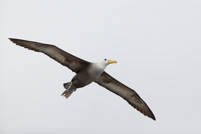 waved-albatross-in-flight-_q8r1754-punta-suarez-hood-island-galapagos