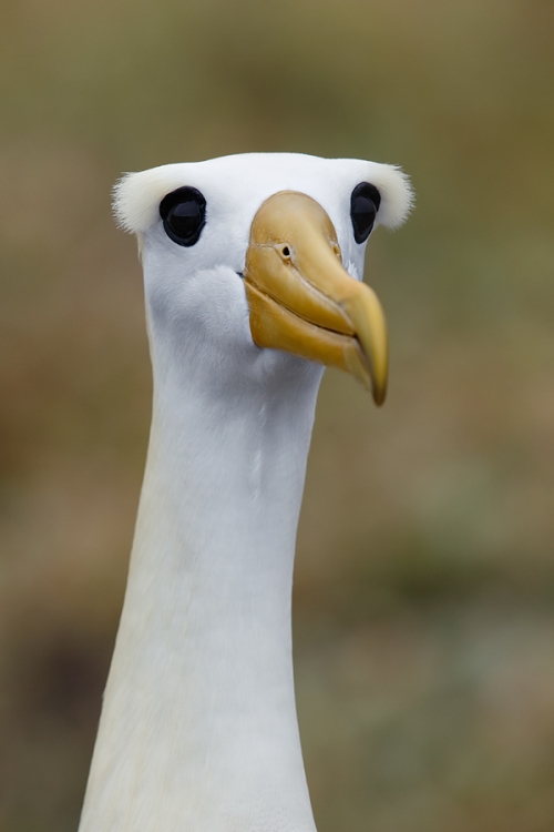 waved-albatross-showing-eye-crests-_a1c0536-punta-suarez-hood-island-galapagos