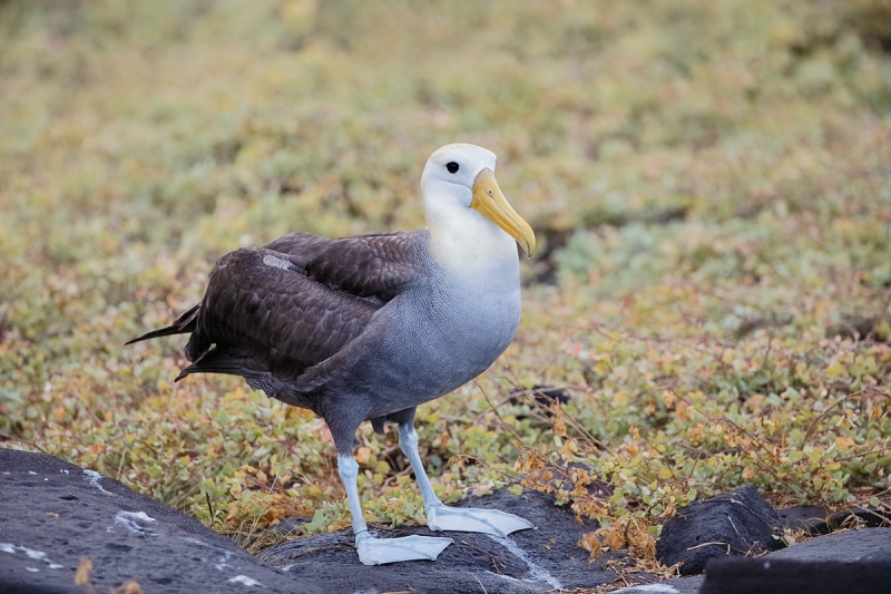 waved-albatross-standing-on-rock-_q8r1638-punta-suarez-hood-island-galapagos