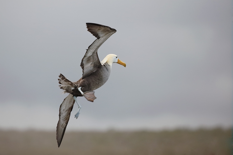 waved-albatross-turning-away-in-flight-_q8r1614-punta-suarez-hood-island-galapagos