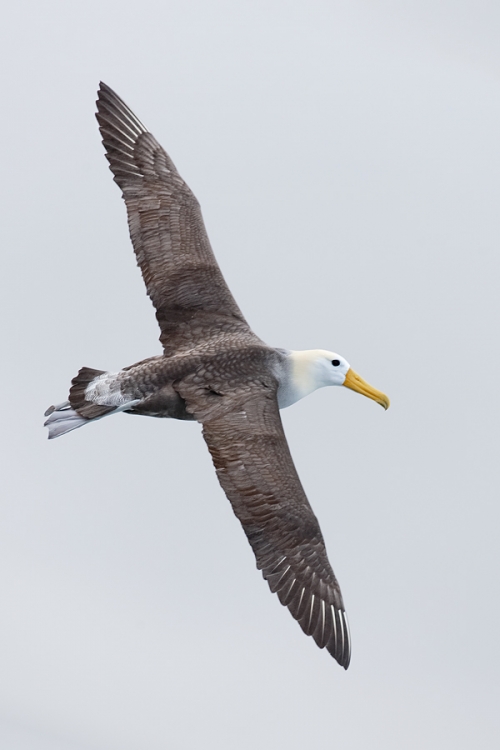waved-albatross-vertical-flight-from-horz-orig-_q8r1657-punta-suarez-hood-island-galapagos