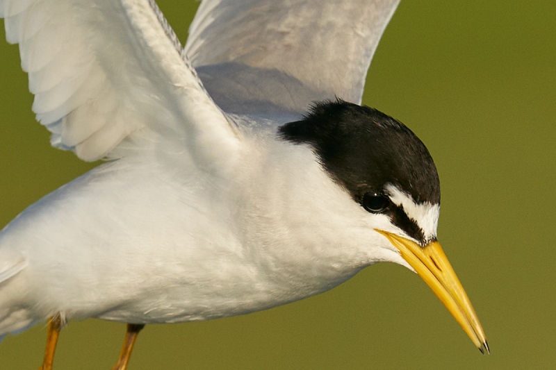 100-PCT-Least-Tern-coming-to-nest-scrape-_A9B0830-Fort-DeSoto-Parr-FL-1