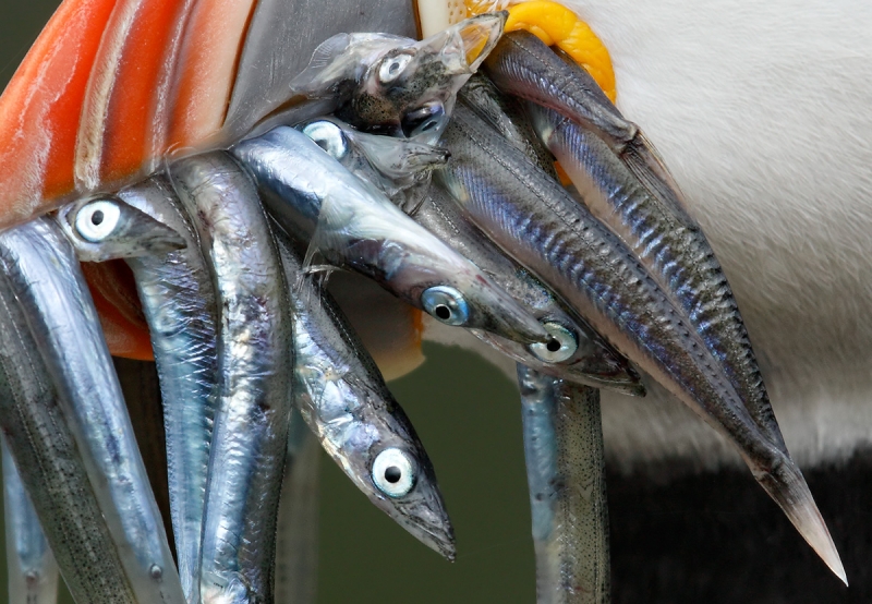 100-PCT-detail-Atlantic-Puffin-with-sand-eels-_W5A2745-islands-off-Seahouses,-UK