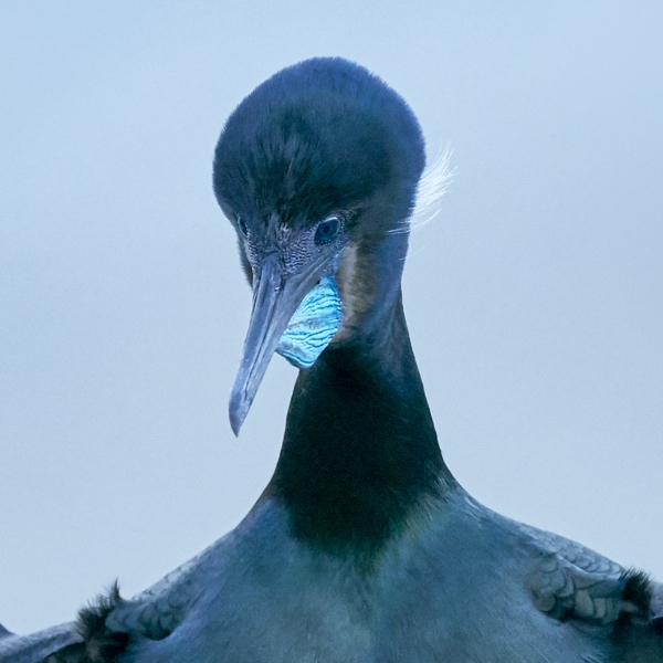 100%-crop-Brandt's-Cormorant-incoming-_DSC3931--San-Diego,-CA-1