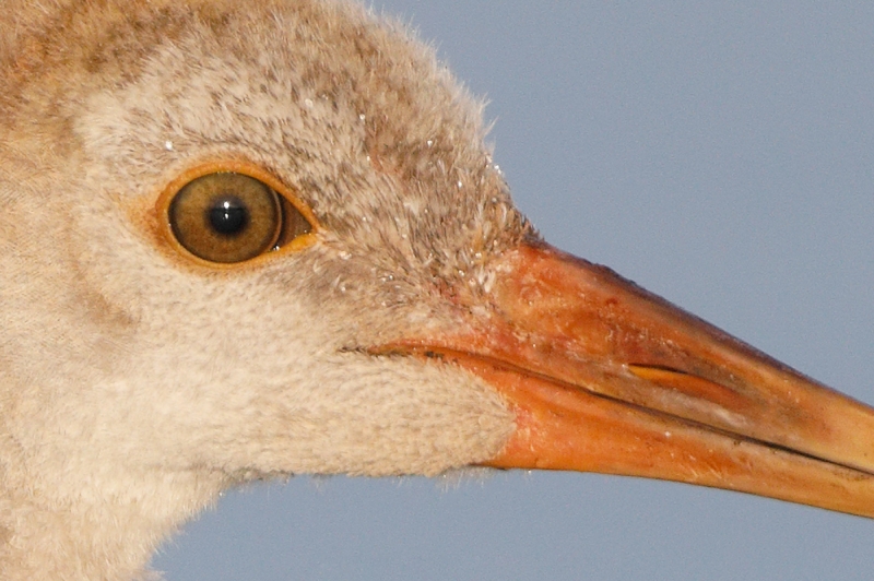 100%-crop-Sandhill-Crane-colt-_P3A2267-Indian-Lake-Estates,-FL