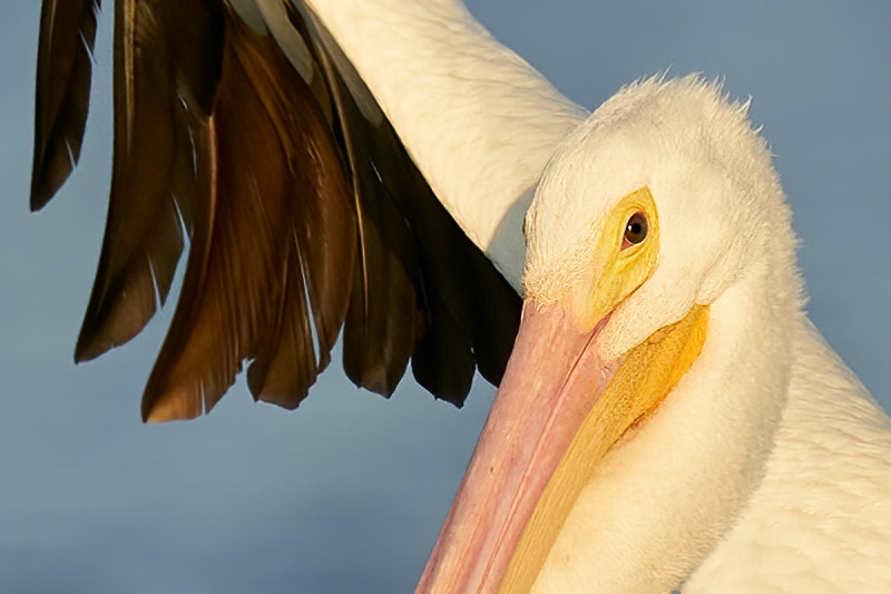 100-pct-crop-American-White-Pelican-flapping-in-place-LQFY-_A927470-South-Padre-Island-TX-1