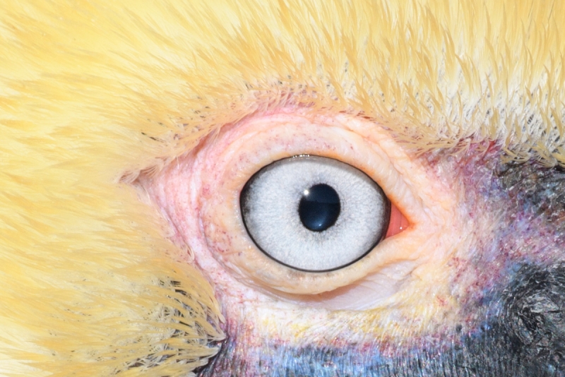 100-pct-crop-Brown-Pelcian-Pacific-race-face-and-bill-close-up-_DSC3445--La--Jolla,-CA