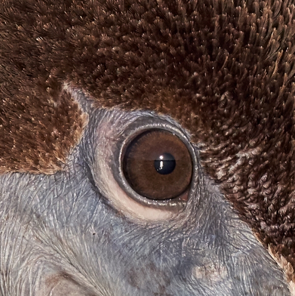 100-pct-crop-Brown-Pelican-immature-head-neck-and-breast-portait_DSC2526-Fort-DeSoto-Park-Pinellas-County-FL-1