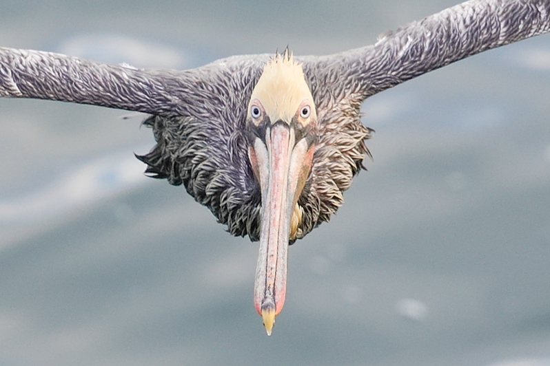 100-pct-crop-Brown-Pelican-wet-incoming-_W5A6045--La-Jolla,-CA