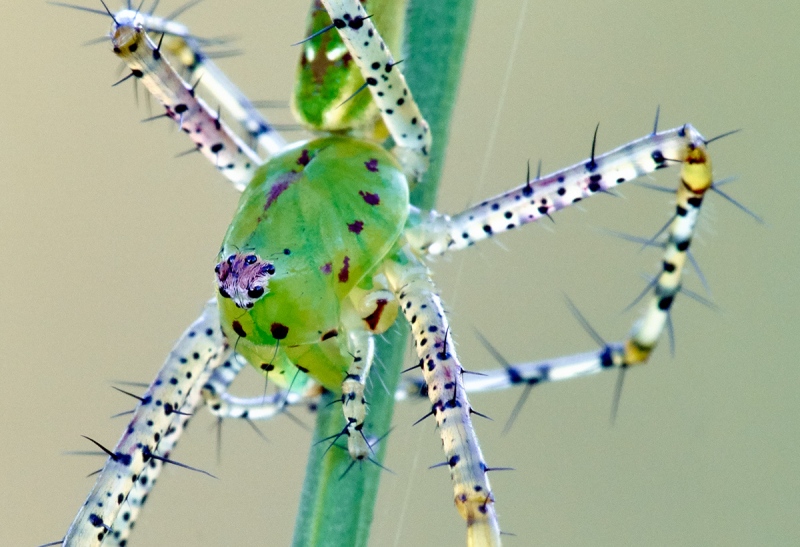 100-pct-crop-Green-Lynx-Spider-_7R45092-Indian-Lake-Estates-FL-1