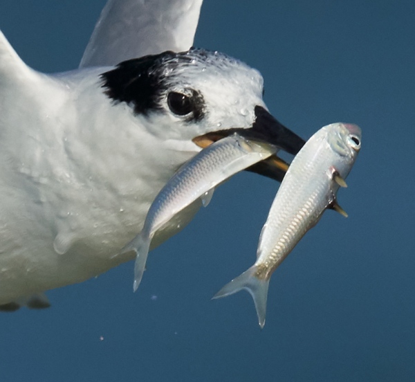 100-pct-crop-Sandwich-Tern-with-two-fish-_DSC3473-Fort-DeSoto-Park-Pinellas-County-FL-1