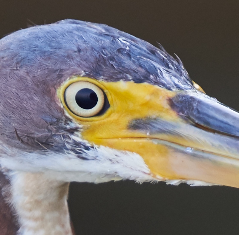 100-pct-crop-Tricolored-Heron-juvenile-_DSC0706-Fort-DeSoto-Park-Pinellas-County-FL-1