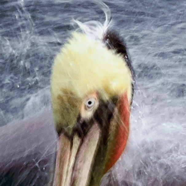 100-pct-crop-of-Brown-Pelican-bathing-blur-_DSC6743-San-Diego-CA-1