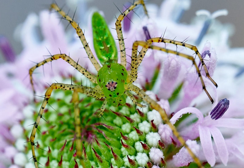 100-pct-crop-spider-on-Grassleaf-Barbaras-Buttons-Marshallia-graminifolia-blossom-_7R47786-Indian-Lake-Estates-FL-1