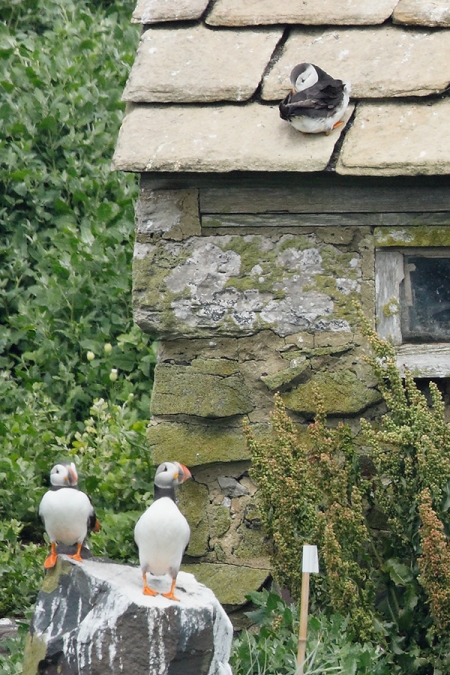 100-pct-from-tiff_W5A3151-islands-off-Seahouses,-UK