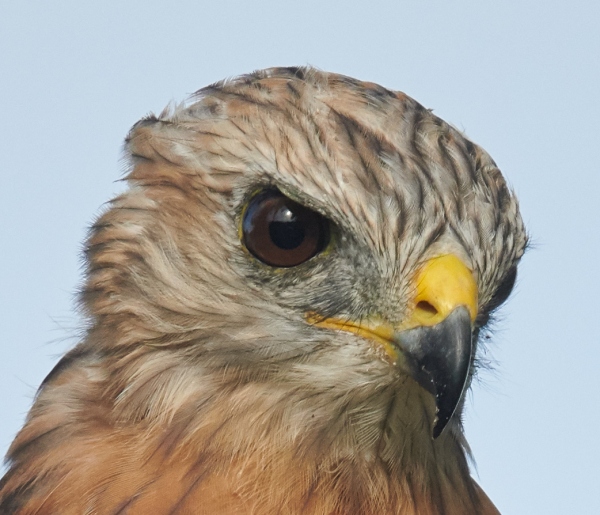 100-pct-head-Red-shouldered-Hawk-perched-in-pine-_BUP2101-Indian-Lake-Estates-FL-1