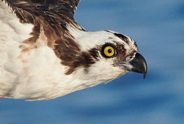 100-pct-head-crop-Osprey-with-half-eaten-fish-_BUP2078-Indian-Lake-Estates-FL