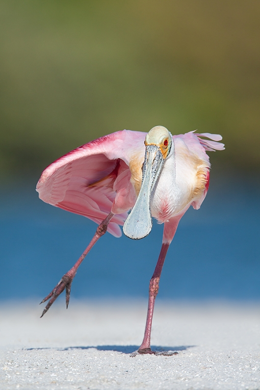 18-X-12-inches-Roseate-Spoonbill-on-sandbar-_10J8522---Alafaia-Banks,-Tampa-Bay,-FL